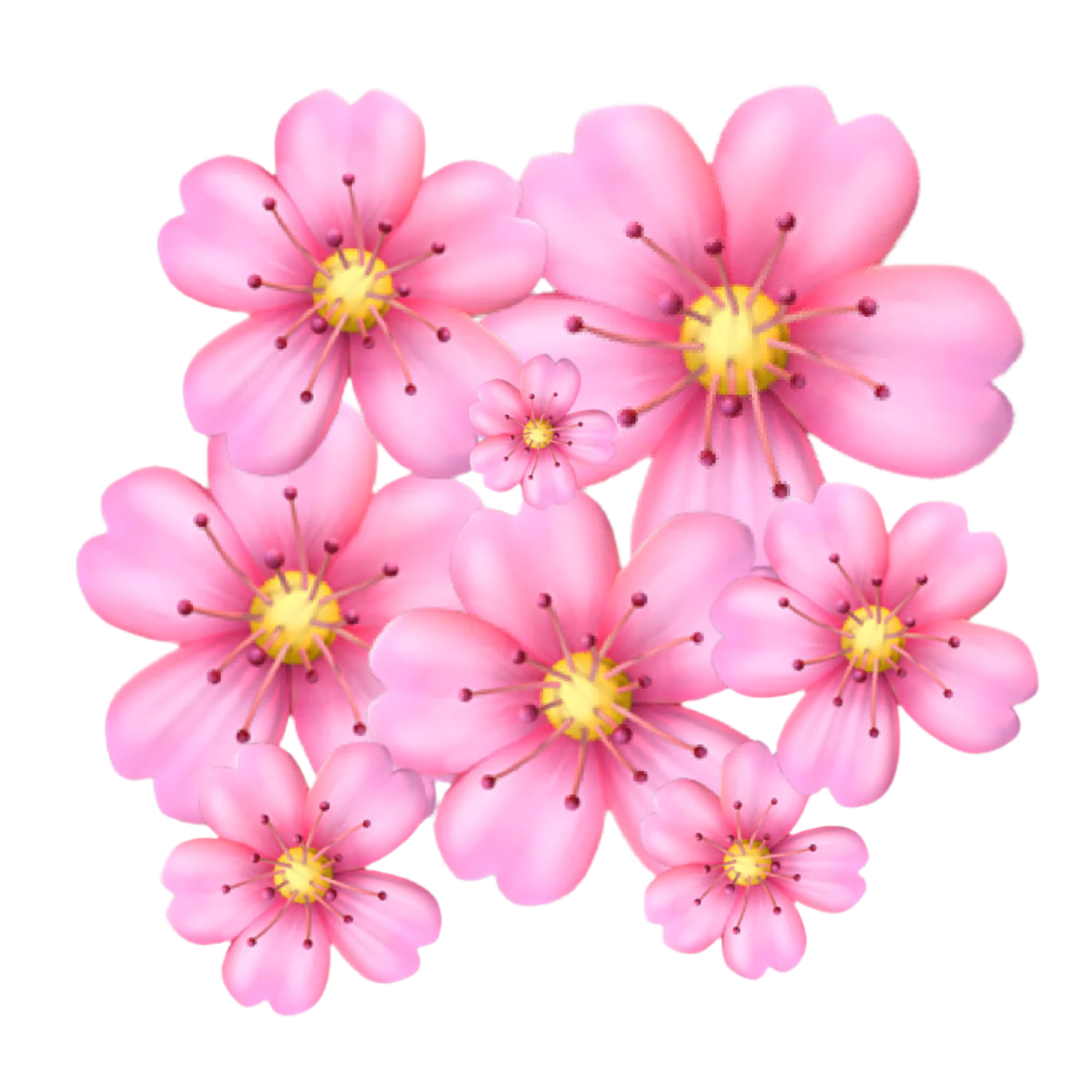 Group of pink flowers with yellow centers on a white background
